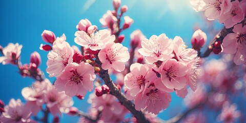 Delicate pink cherry blossoms are blooming vibrantly against a clear, bright blue sky in spring.