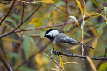 Montana, bird, Black-Capped Chickadee, chickadee, Poecile atricapillus, muted colors, foliage, branch, claws, beak, feathers, cute, cute birds, bird watcher, birding, bird obsessed, autumn, leaves, na