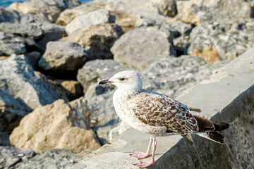 close-up view seagull on the beach