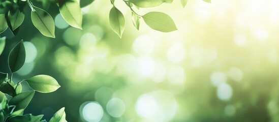 Naklejka premium Natural Greenery with Blurred Lights and Soft Focus Background for Text Overlays and Design Projects