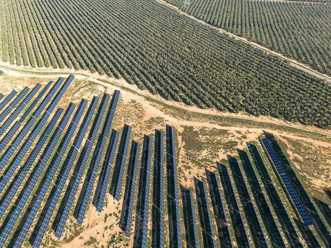 Olive plantations integrated with clean energy infrastructure in Teruel, Zaragoza, Spain.