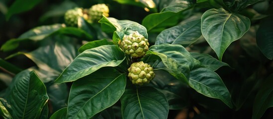 Morinda citrifolia plant with lush green leaves and developing fruit in a natural jungle setting in Borivali Maharashtra India