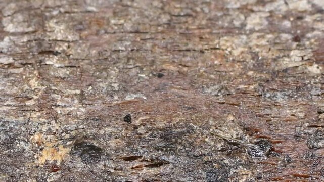 Close Up of ant scaring away larger insect.