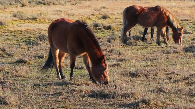 Tracking Drone shot of New Forest Ponies grazing as the sunset backlights them