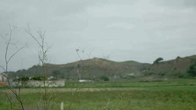 Fild view with a dry bush in the foreground.