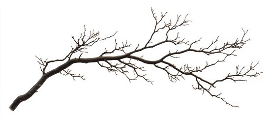 Obraz premium Silhouette of a bare branch on a clean white background suitable for minimalist design or nature themes.