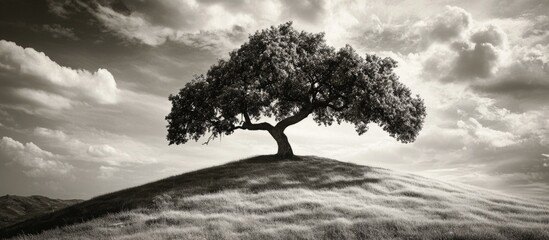 Obraz premium Elegant solitary tree on a hill under dramatic skies in monochrome tones capturing the essence of nature's beauty.