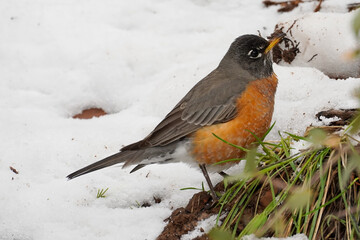 Bird foraging on snow-covered ground in winter landscape early in the day