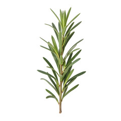 Naklejka premium Fresh rosemary sprig, vibrant green herb with slender leaves, perfect for culinary dishes and aromatic gardens, copy-space available. Isolated on white background or PNG
