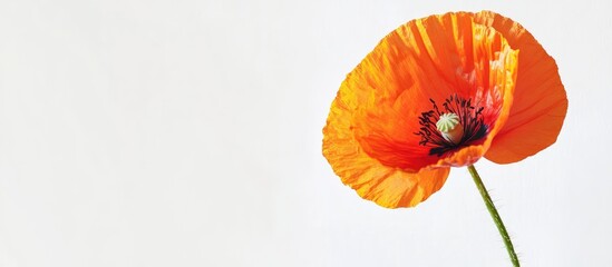 Bee Collecting Nectar from Vibrant Orange Poppy Flower Against Minimalist White Background for Text Placement