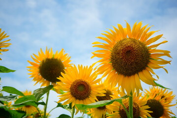Obraz premium 太陽に向かって咲くひまわりの花