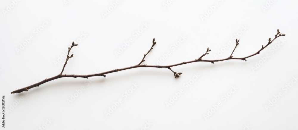 Poster Dry twig with small buds isolated on a clean white background for nature and botanical concepts.