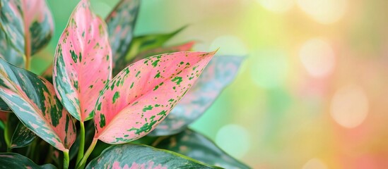 Close up of vibrant Aglaonema Anyamanee Chinese Evergreen leaves featuring pink and green spots against a colorful blurred background