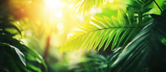Obraz premium Close up of vibrant green fern leaves illuminated by sunset light in a lush forest creating a serene nature background.