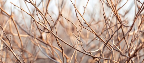 Fototapeta premium Dry branches and twigs in a bare bush landscape during winter season showcasing natural textures and muted colors.