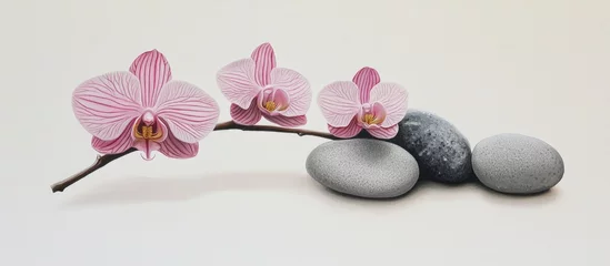 Elegant pink striped orchid branch with smooth gray stones on a clean white background for a serene and calming ambiance.