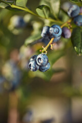 Fresh blueberries ready for seasonal picking on a farm.