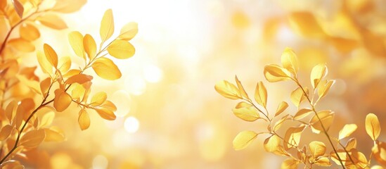 Fototapeta premium Golden Leaves Illuminated by Warm Sunlight in a Soft, Dreamy Atmosphere