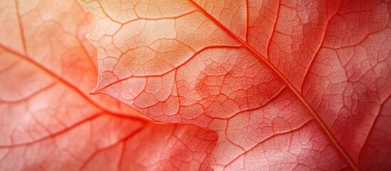 Detailed close-up of vibrant red maple leaves showcasing intricate textures and natural patterns in autumn foliage background.