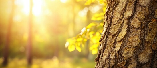 Obraz premium Close up view of textured tree bark with soft sunlight and blurred greenery in the background creating a serene natural atmosphere.