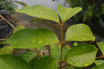 Rambutan tree leaves wet from rain in the morning