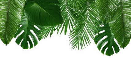 Tropical leaf 