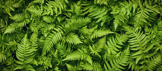 Closeup of lush green fern leaves creating a textured natural background in a vintage style ideal for hipster themed designs and wallpapers