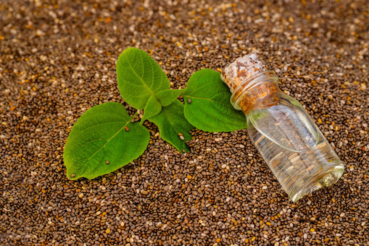 Chia plant and chia seeds and oil are a flowering plant from the mint family native to central and southern Mexico.