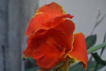 Close up photo of Red Canna Indica or Indian Shot flower in the garden