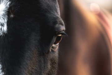 beautiful horse eye detail close equine photo art photography 