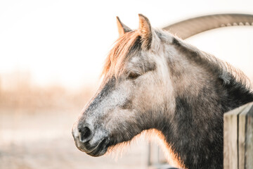 Fototapeta premium beautiful relax horse in paddock paradise system pretty morning light equine photo
