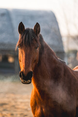 Fototapeta premium beautiful relax horse in paddock paradise system pretty morning light equine photo