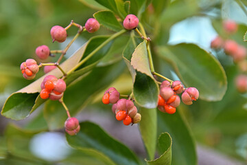 マサキの熟した果皮が裂け、出てきたオレンジ色の種子
