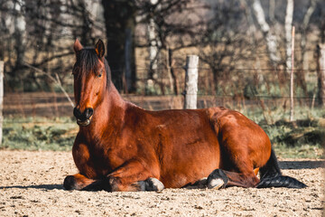 beautiful relax horse in paddock paradise system pretty morning light equine photo