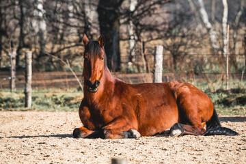 beautiful relax horse in paddock paradise system pretty morning light equine photo