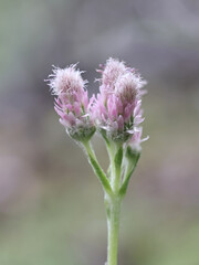 Mountain Everlasting, Antennaria dioica, also known as Catsfoot, Cat’s-foot or Cudweed, pink female flowers
