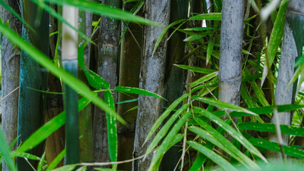 green and yellow bamboo trees