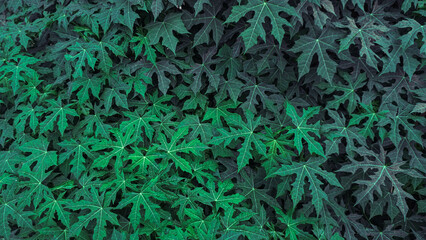 background of green leaves