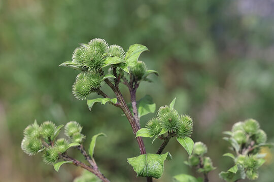 Arctium minus, commonly known as lesser burdoc, louse-bur, common burdock, button-bur, cuckoo-button or wild rhubarb