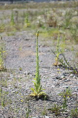 Verbascum thapsus, commonly known as Great Mullein, Aaron’s rod or Common mullein, traditional medicinal plant from Finland