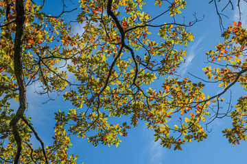 autumn landscape, oak branch with yellow-red leaves against the sky