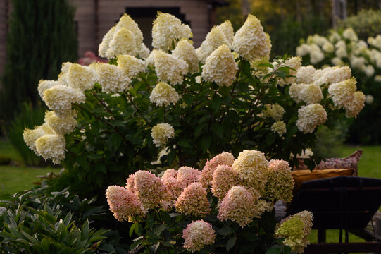 Hygrangeas paniculata in full bloom in summer cottage garden. "Skyfall" and "Polar bear" hydrangeas planted together. Best ornamental plants.