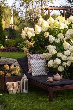 garden bench with tea and pillows decor. Blooming hydrangeas paniculata "Polar bear". Summer patio and outdoor spaces.