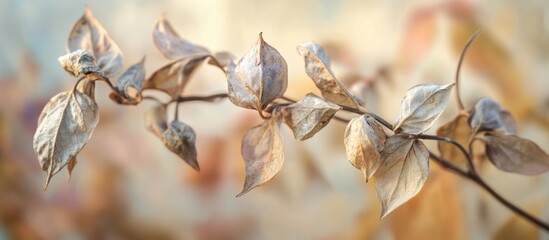 Dried plant close-up with soft blurred background capturing the essence of late summer's transition in nature