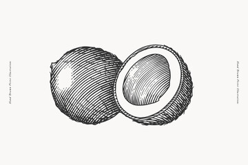 Whole and split in half coconut. Hand drawn illustration in engraving style. Ideal for tropical, botanical, or natural-themed designs.