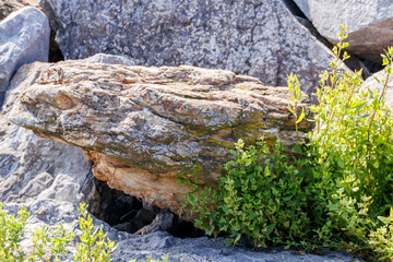 green plants and rocks 