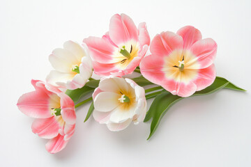 Beautiful pink and white tulips arranged elegantly on a white background. isolated on white background.