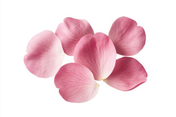 Beautiful pink rose petals arranged elegantly on a white background. isolated on white background.