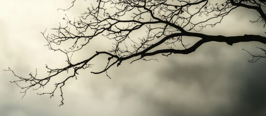 Obraz premium Silhouetted dry branches against a cloudy foggy sky capturing a moody and atmospheric natural scene.