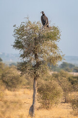 Cinereous vulture or black vulture or monk vulture or aegypius monachus or black vulture bird in jorbeer conservation reserve bikaner rajasthan india in winter migration perched high on top of tree